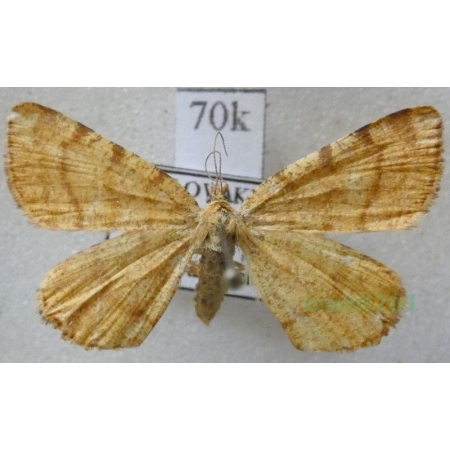 Macaria brunneata (Thunberg, 1784) Witalnik rdzawiak Slovakia70k